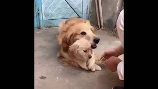 Golden retriever protecting puppy from handshake [upl. by Behnken430]