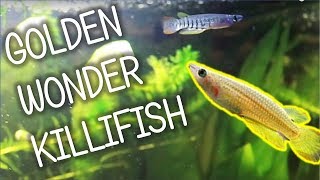 Golden Wonder Killifish  Basic Care [upl. by Timmi626]