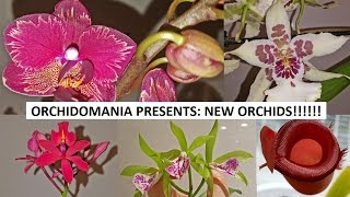 Orchidomania Presents New Orchids [upl. by Salinas751]