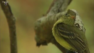 A Cordilleran Flycatcher on the lookout for insects [upl. by Easter854]