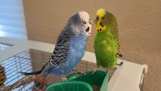 Parakeets squabbling over food – or just acting socially [upl. by Nikola]