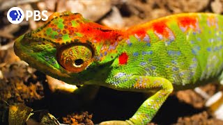 Female Chameleon Erupts with Color Before Death [upl. by Naerb506]