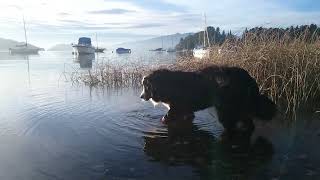 Boyero y el lago [upl. by Zechariah]