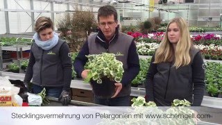 Scherngell Gärtnereitipp Stecklingsvermehrung von Pelargonien [upl. by Anaderol299]