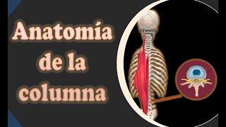 Anatomía de la columna Parte 2 [upl. by Amiarom]