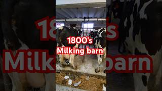 Our old milking barn in action cow agriculture farm dairy farming cattle barn farmer [upl. by Lovel881]