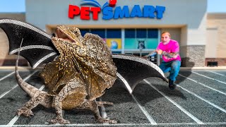 I Brought Dragons To PetSmart [upl. by Dolphin]