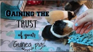 How to make your Guinea pigs trust you [upl. by Ennairb]