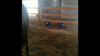 Pigeon Fever Treatment in Horses [upl. by Boesch690]