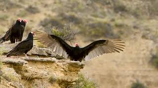 Birding Puerto Madryn  Birding Tours in Puerto Madryn Chubut Patagonia Argentina [upl. by Sehguh]