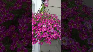 How to plant a hanging basket  Gardening ideas  Beautiful Houseplants gardening gardeningtips [upl. by Isidoro]