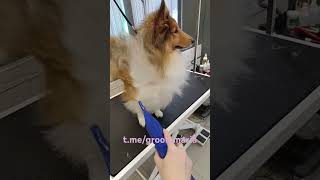 Кельт grooming pets petgrooming groomed doggroominglife groominglife [upl. by Lib302]