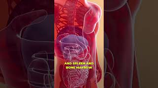 🧬🦴 Exploring Stem Cell Locations In Body 💪🧠 shorts [upl. by Retrak]