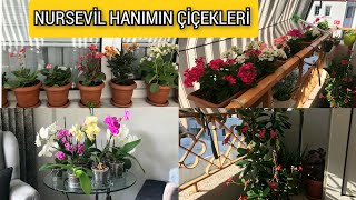 💯Bursa Mudanyadan Nursevil hanımın sardunyaları coşmuş maşallah🌹❤️ çiçekflowers [upl. by Rechaba]