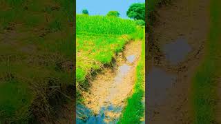 Dasi pind 🌾🍁viralvideo subscribe shorts shortvideo subscribe shorts shorts subscribe shorts [upl. by Job641]