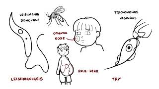 Introduction to Protozoa  the unicellular parasites amoeba giardia leishaniasia plasmodium [upl. by Asserat]