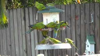 Wild Parrots in Florida [upl. by Leary]