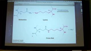 Transglutaminase main reaction crosslinking or transamidation by Kevin Ahern [upl. by Erolyat558]