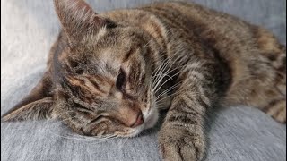 my cat with cancer is put to sleep  stella series ep 5 trigger warning for some [upl. by Eetse]