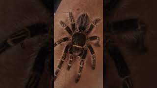 Grammostola pulchripes female photography photo fotografia handling [upl. by Crane888]