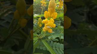 KETEPENG CINA ATAU GELINGGANG ‼️ Senna alata senna Cassia alata kaskado gelinggang [upl. by Bloom429]