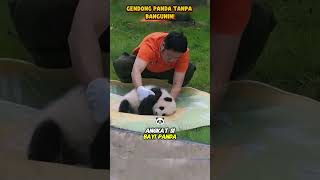 Bayi Panda Tertidur shorts hewan kisahhewan [upl. by Tedi]