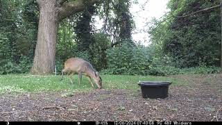 Rare Sighting Muntjac Deer Muntiacus reevesi [upl. by Sivlek166]