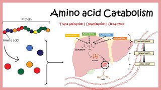 Amino acid catabolism Transamination  Deamination  Urea cycle [upl. by Lorie30]