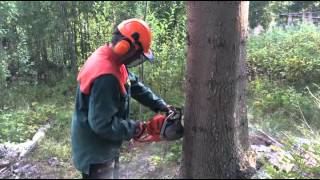 Trädfällning med precision tree felling with precision [upl. by Loram488]