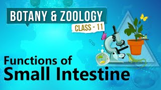 Functions of Small Intestine  Human Digestive System  Biology Class 11 [upl. by Nomsed157]