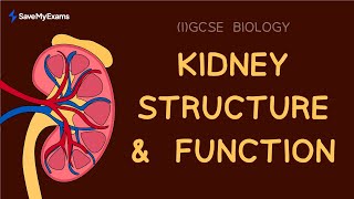 How Kidneys Work in 4 Minutes  Function amp Structure  IGCSE amp GCSE Biology Revision 2024 [upl. by Atteuqal631]