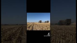 2024 harvest season in the books subscribe forageharvester cornfarming cornharvester [upl. by Brenza]