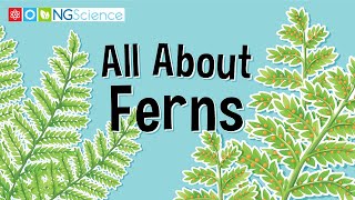 All About Ferns [upl. by Asyal87]