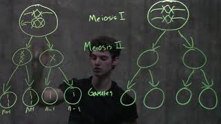 Genetics Nondisjunction amp Meiosis [upl. by Georas]