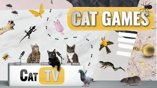 Cat Games  Ultimate Cat TV Compilation Vol 14  2 HOURS 🐱📺🐇🕷️🏀🎣🎈🦜🐜🐭🧵🐝🐞🦋🦎 [upl. by Dorcus242]