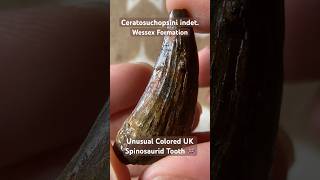 Ceratosuchopsin Ceratosuchops  Riparovenator Dinosaur Fossil Tooth [upl. by Gretna]