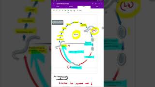 intestinal nematodes  hook worm  ancylostoma duodenale  Necator Americans [upl. by Heidy]