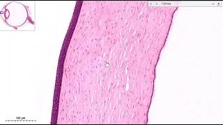 Histología del ojo [upl. by Aij263]