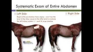 UC Davis Equine Abdominal Ultrasound Technique [upl. by Ellinad]