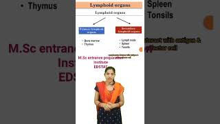 Lymphoid OrganPrimary and Secondary Lymphoid Organ cpetshorts cpetzoology bsczoology biology [upl. by Tutankhamen]