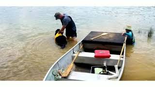 Newfoundland Dogs Water Rescue Training [upl. by Donoho]