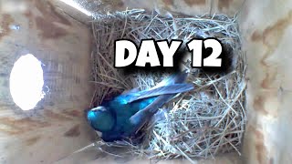 Day 12 Birdhouse Nest Box Live Camera Highlights [upl. by Hait919]