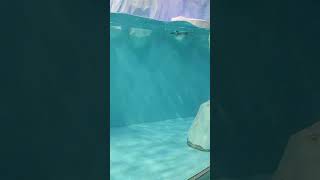 Dubai Aquarium penguin waterlife travel traveldiaries [upl. by Vil]