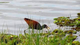 Wattled Jacana  Jaçanã  Jacana jacana [upl. by Nelli819]