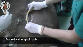 Preparation of the surgical field in the horse [upl. by Annaegroeg]