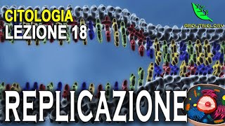 La REPLICAZIONE del DNA Citologia Lezione 18 [upl. by Daffy]