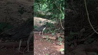 Peahen peahenssound peacock jungle nature [upl. by Noeht397]