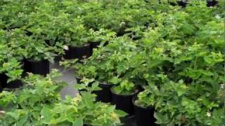 Thornless Blackberry Plants for Sale at DiMeos Berry Plants Nursery in NJ [upl. by Joletta]