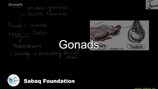 Gonads Biology Lecture  Sabaqpk [upl. by Zelig]