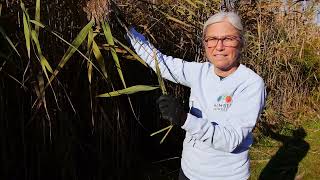 Manual Removal Technique for Phragmites australis  Humber Arboretum [upl. by Halian]